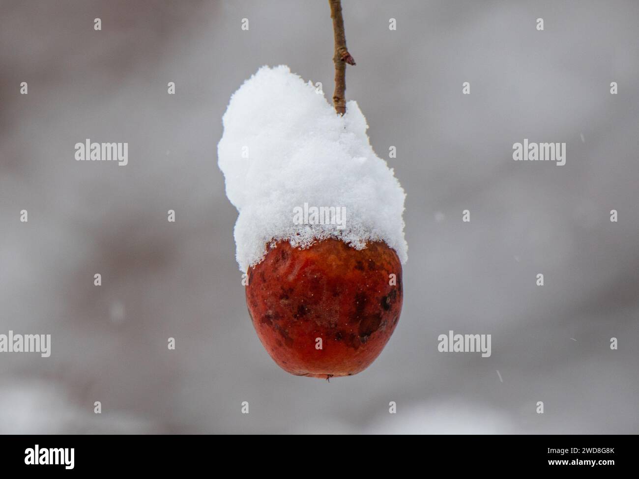 Gros plan d'une pomme sur une branche couverte de neige Banque D'Images