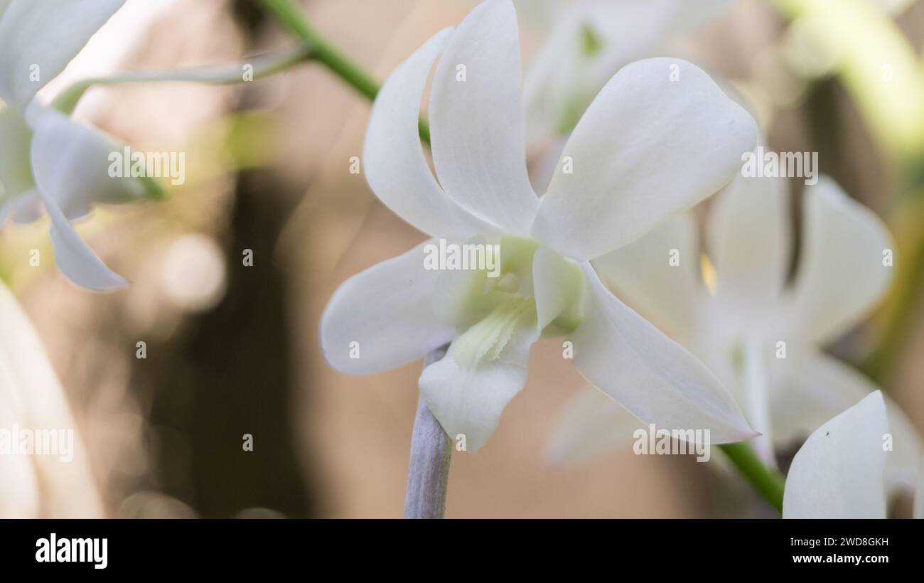 Une photographie d'orchidées blanches à Kalibo, Aklan, Philippines. Banque D'Images