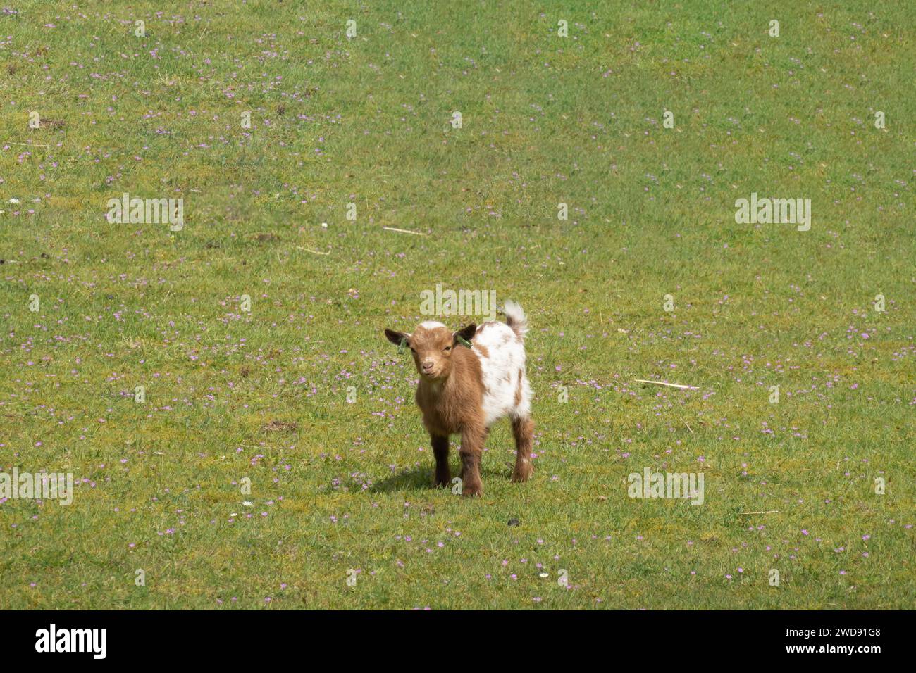 Portrait de jeune chèvre naine brun-blanc dans la prairie, pays-Bas Banque D'Images