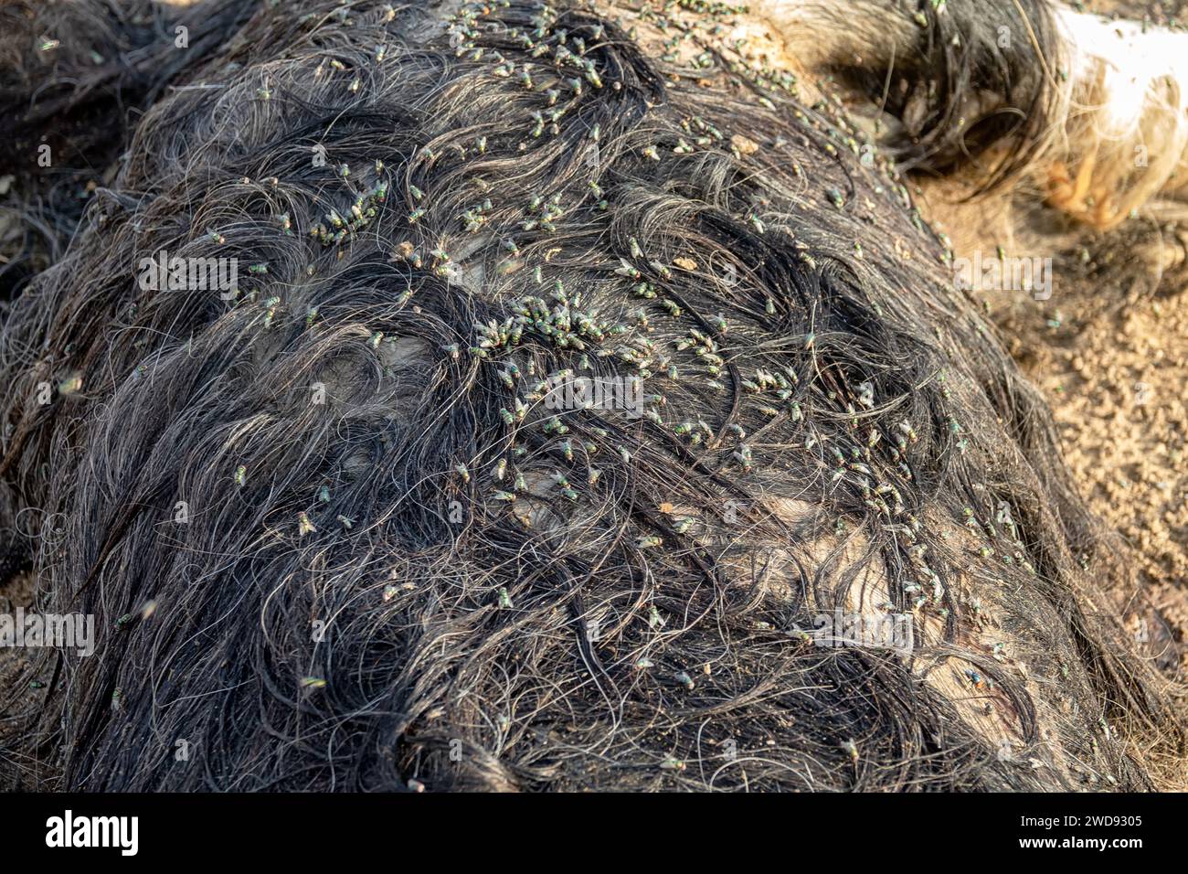 Les troupeaux de mouche ovine (Lucilia sericata) nourrissent et pondent des œufs sur la carcasse d’un mouton (distemper). Les larves de mouches mangent le cadavre pourri, les décomposeurs. Pi Banque D'Images