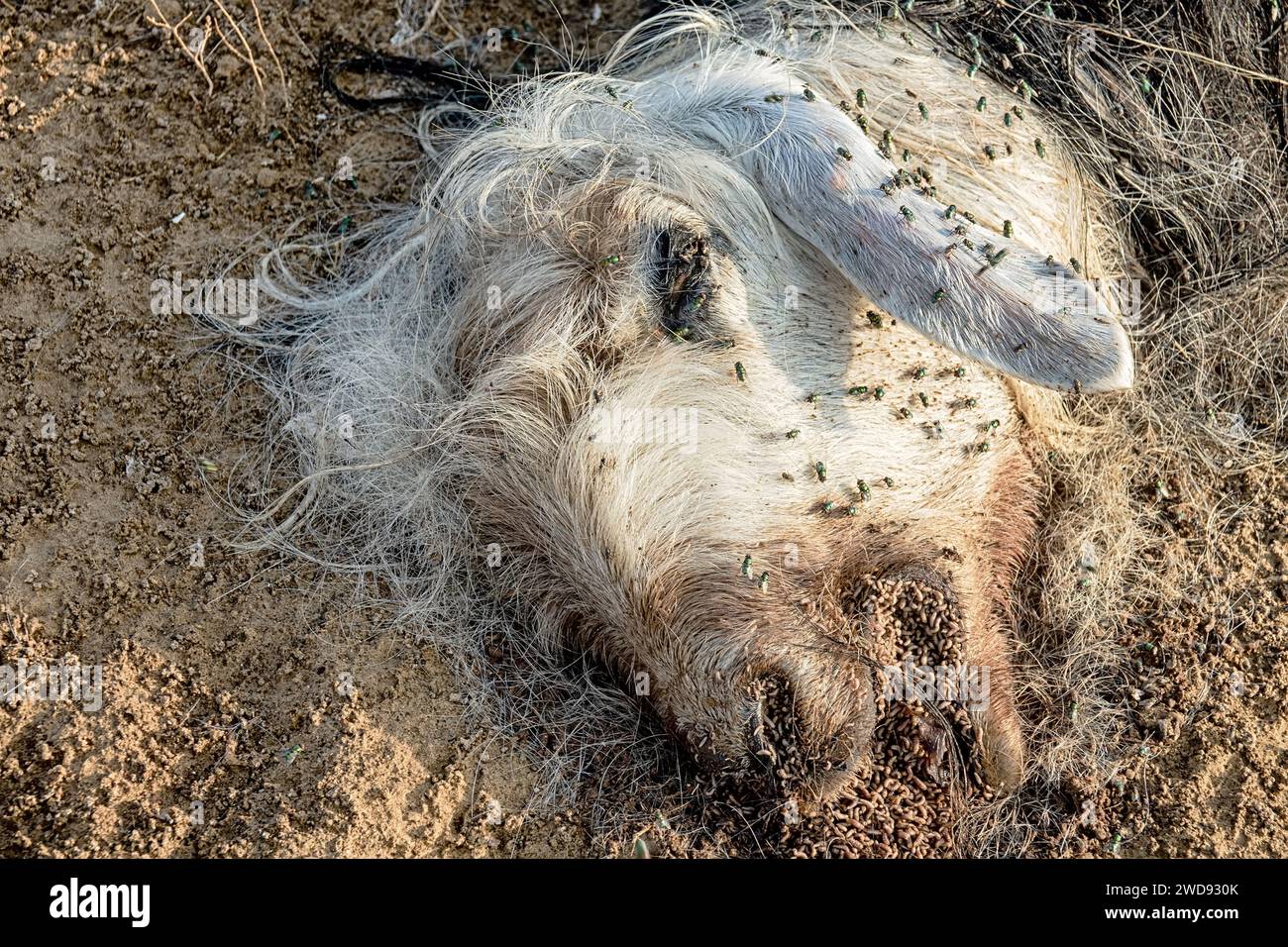 Les troupeaux de mouche ovine (Lucilia sericata) nourrissent et pondent des œufs sur la carcasse d’un mouton (distemper). Les larves de mouches mangent le cadavre pourri, les décomposeurs. Pi Banque D'Images