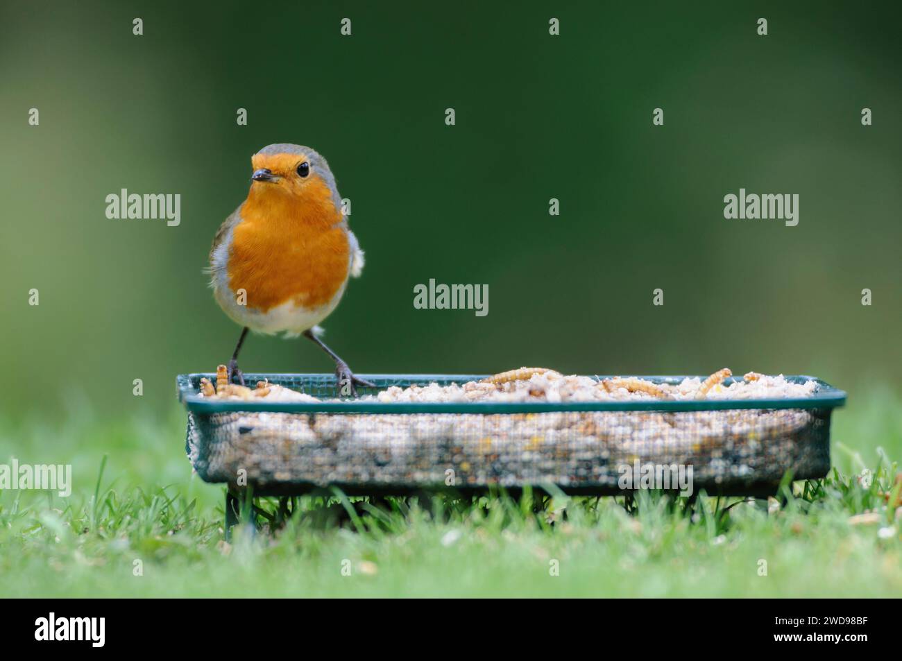 Robin européen erithacus rubecula, perché sur un plateau d'alimentation en treillis sur la pelouse du jardin, octobre. Banque D'Images