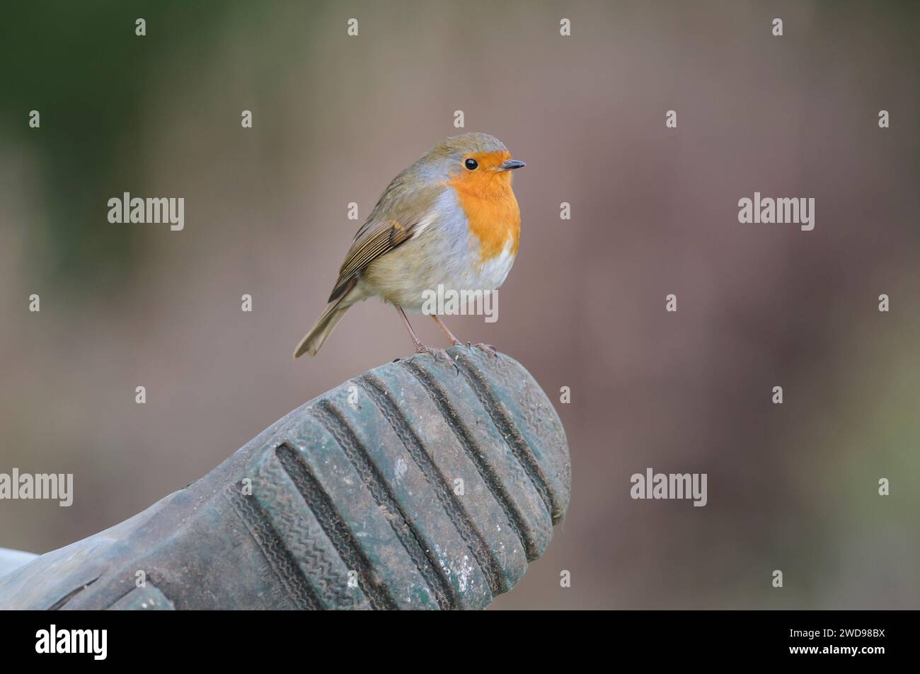 European Robin erithacus rubecula, perché sur la pointe de la botte wellington, février. Banque D'Images