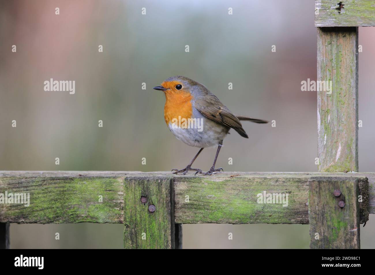 Robin européen erithacus rubecula, perché sur le treillis de jardin, février. Banque D'Images