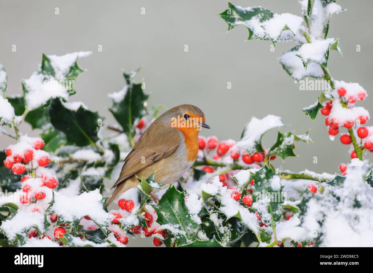 Robin européen erithacus rubecula, perché dans le houx avec des baies couvertes de neige, février. Banque D'Images