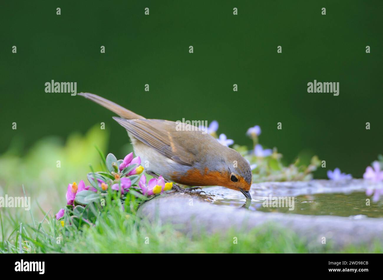 Robin européen erithacus rubecula, boire dans un bain d'oiseaux dans le jardin, avril. Banque D'Images