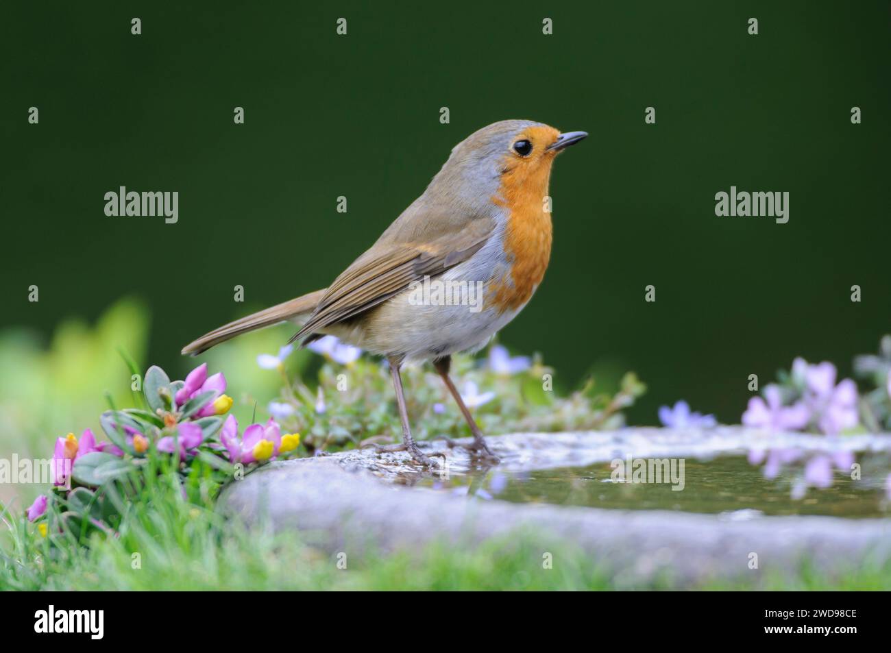 Robin européen erithacus rubecula, perché sur le bain d'oiseaux dans le jardin, avril. Banque D'Images