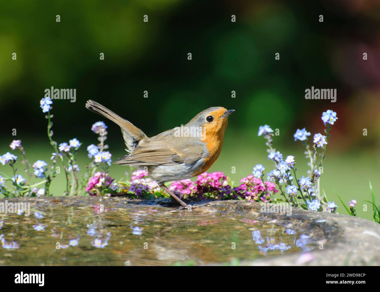 Rouge-gorge européen erithacus rubecula, exposition de menaces, perché sur un bain d'oiseaux dans le jardin, mai. Banque D'Images