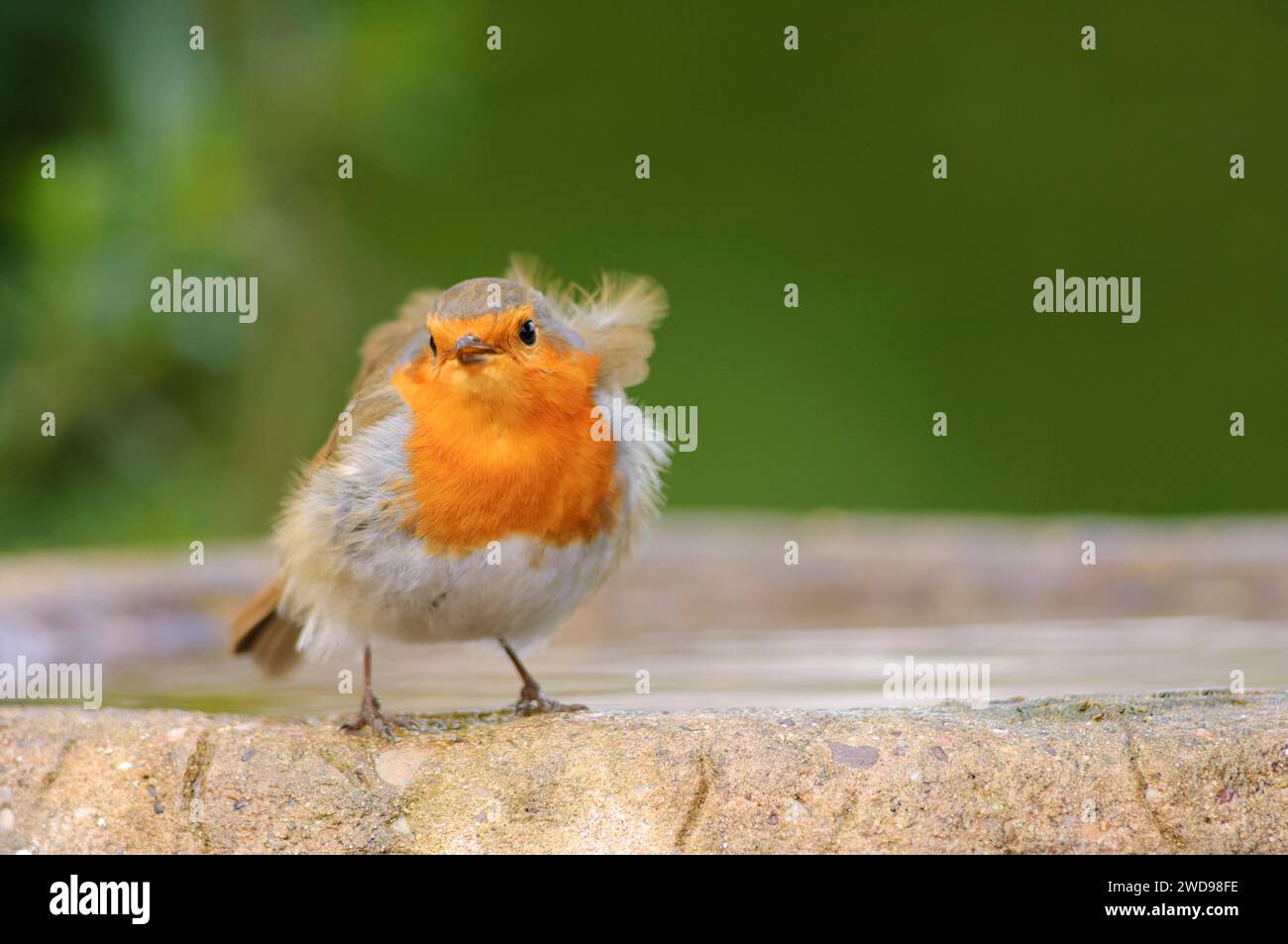 Robin européen erithacus rubecula, avec plumage balayé par le vent, perché sur un bain d'oiseaux dans le jardin, mars. Banque D'Images