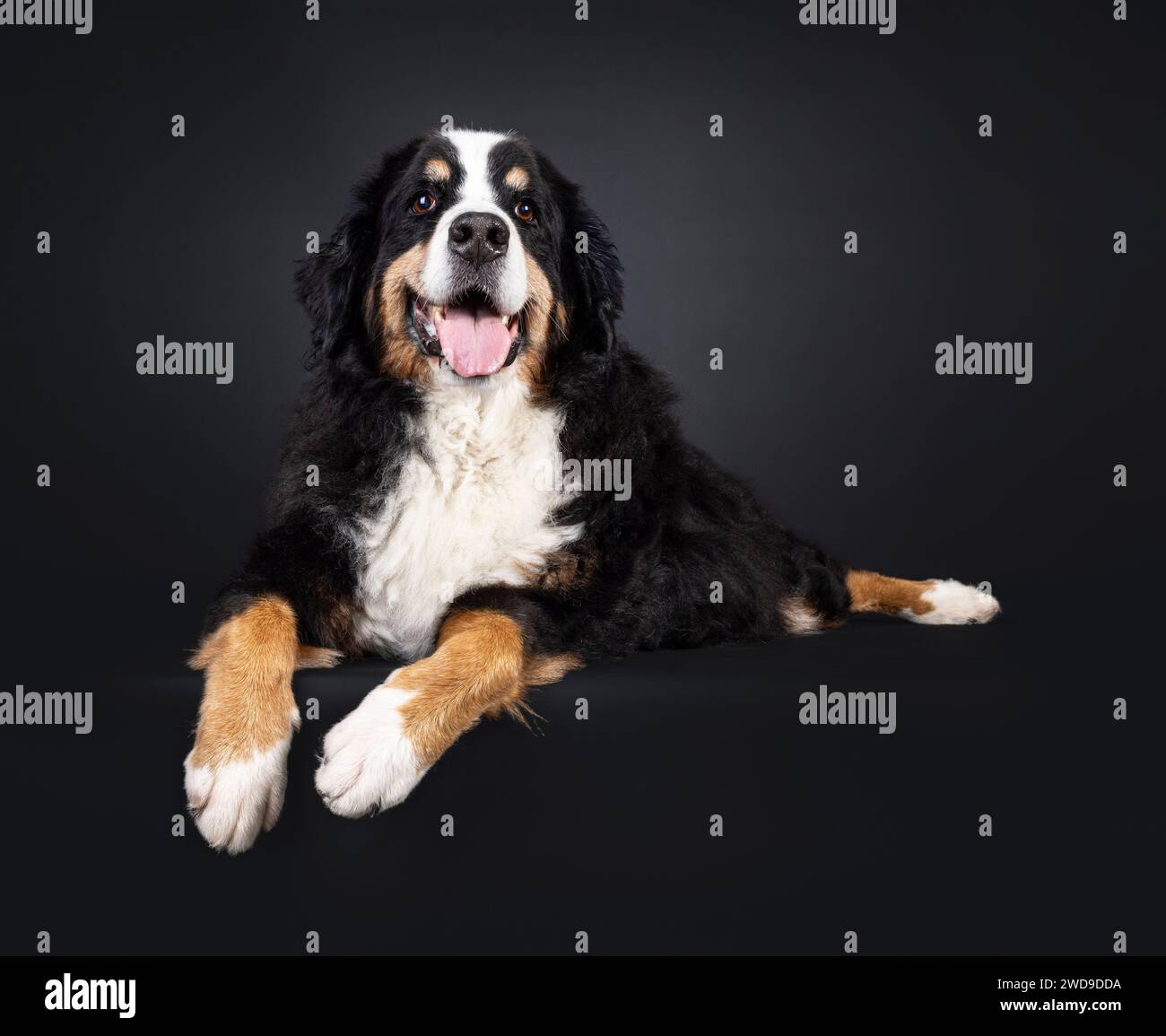 Beau chien senior Berner Sennen, couché sur un bord. Regarder vers le haut et au-dessus de la caméra. Isolé sur fond noir. Banque D'Images