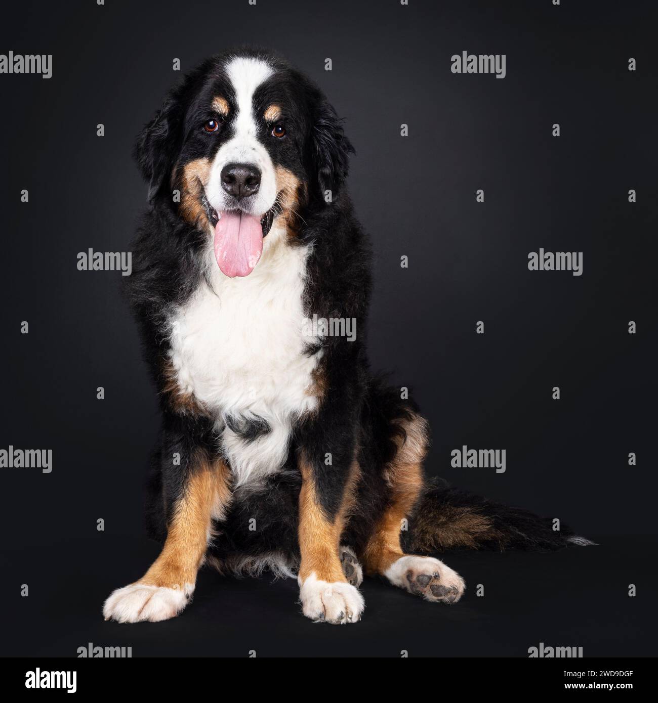 Beau chien senior Berner Sennen, assis. Regarder directement dans la caméra. Isolé sur fond noir. Banque D'Images