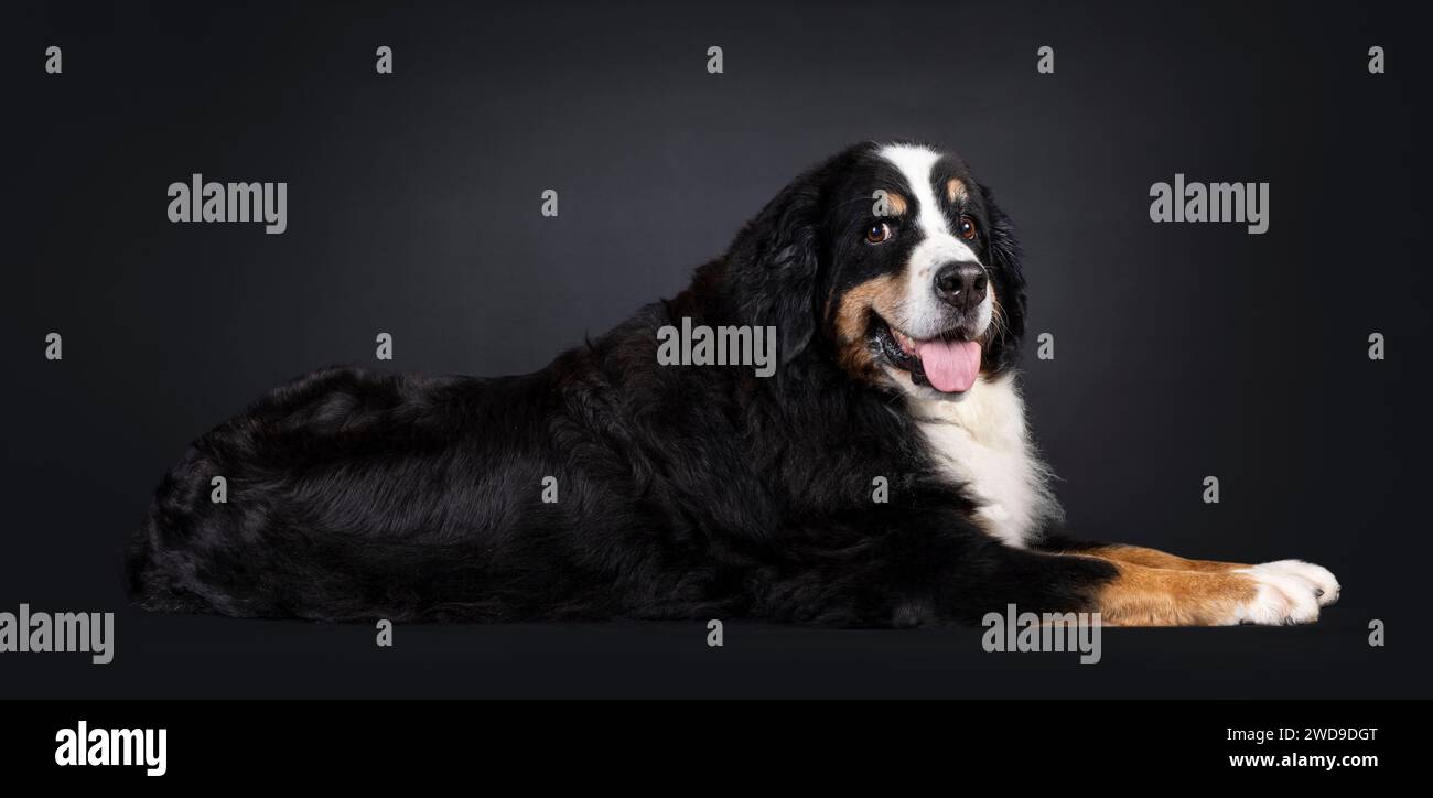 Beau chien senior Berner Sennen, couché sur le côté. Regarder directement dans la caméra. Isolé sur fond noir. Banque D'Images