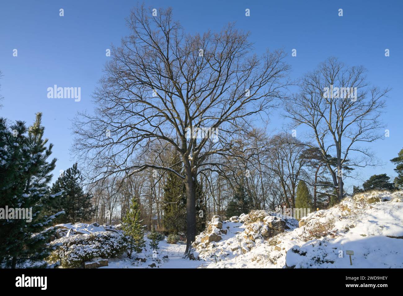 Stieleiche Quercus robur, hiver, Freigelände, Landschaftsgarten, Botanischer Garten, Lichterfelde, Steglitz-Zehlendorf, Berlin, Allemagne Banque D'Images
