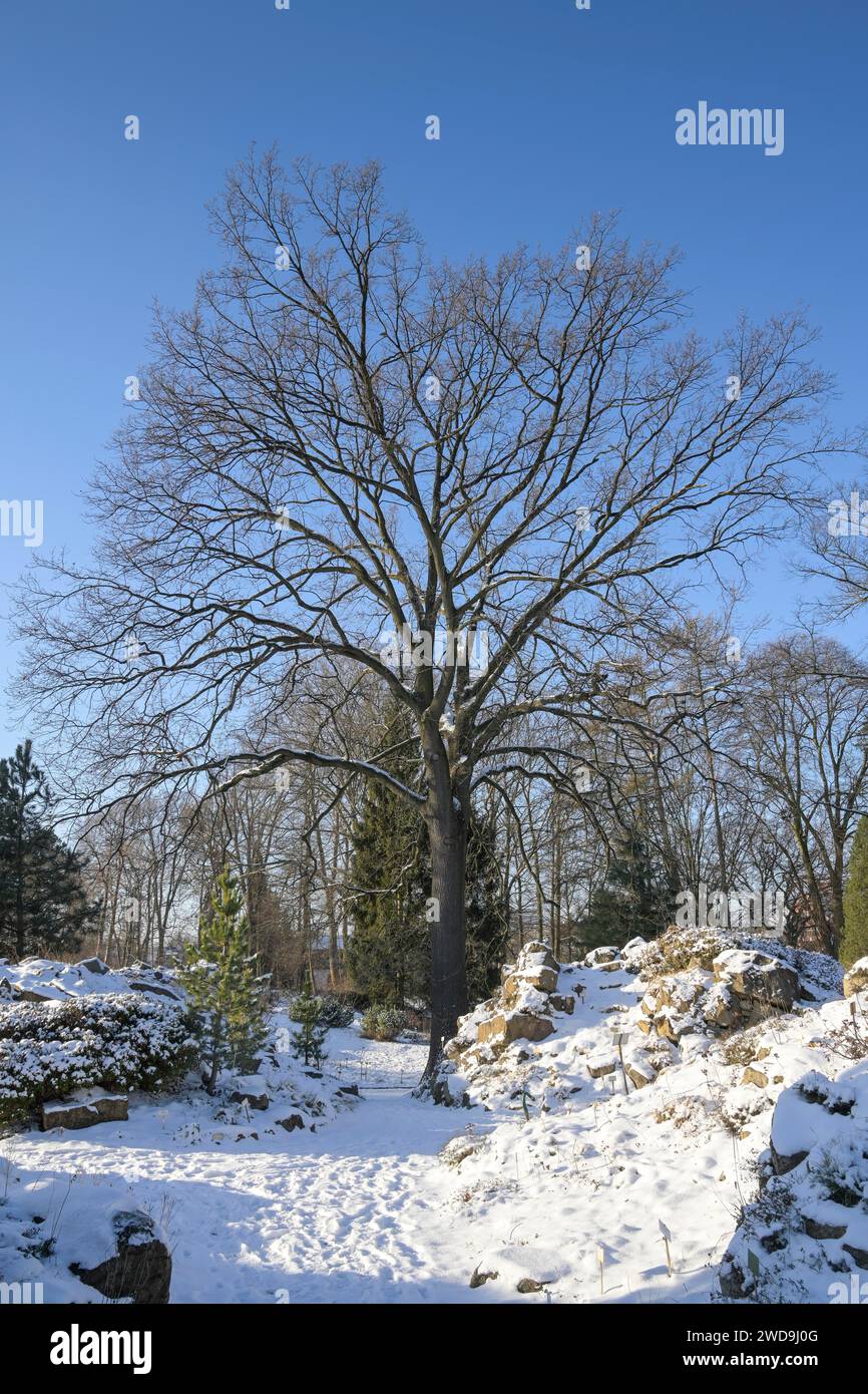 Stieleiche Quercus robur, hiver, Freigelände, Landschaftsgarten, Botanischer Garten, Lichterfelde, Steglitz-Zehlendorf, Berlin, Allemagne Banque D'Images