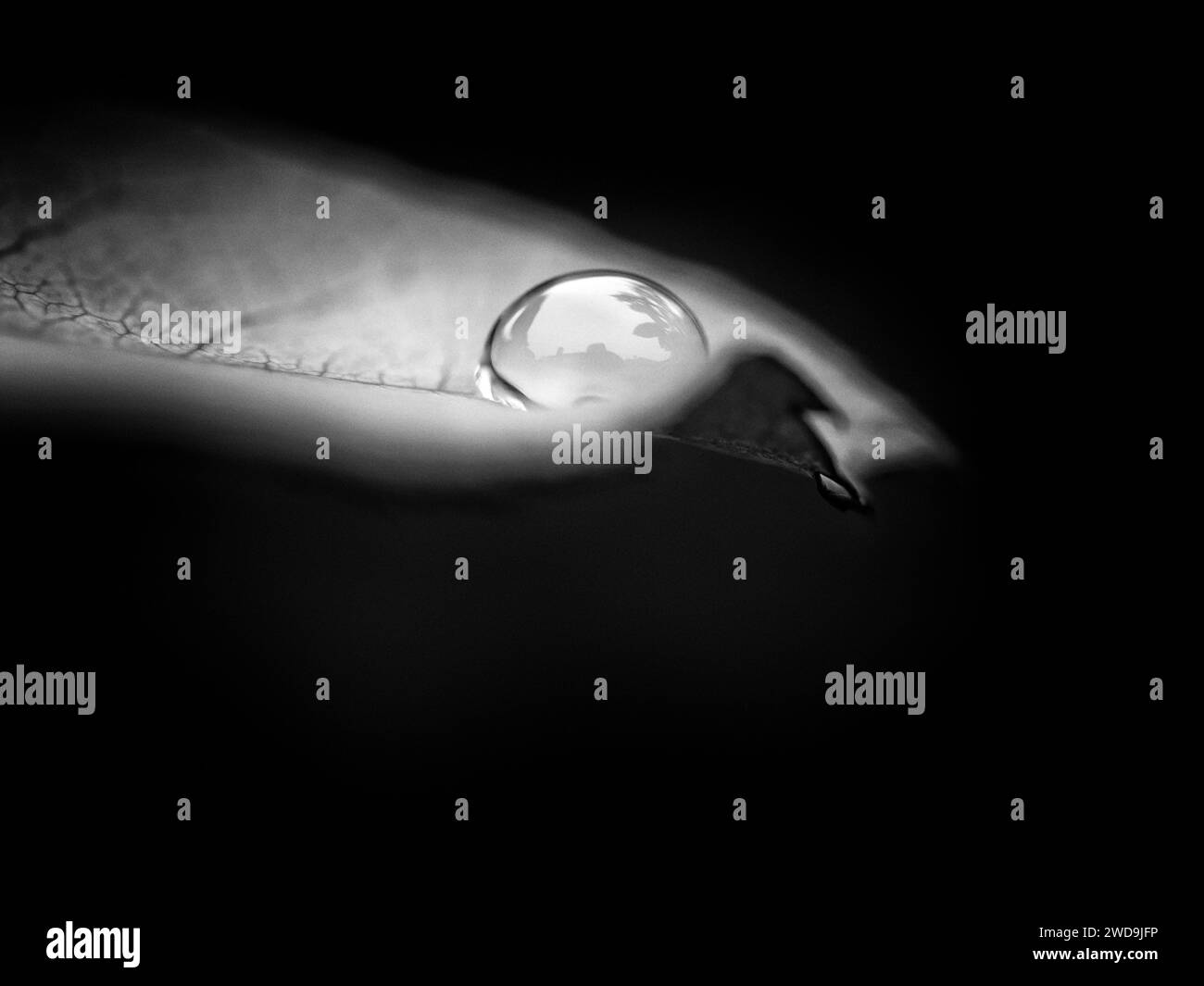 Goutte de pluie unique sur feuille de rose. Noir et blanc reflète les buissons et les arbres environnants. Gros plan macro par objectif macro Olympus 60 mm. Banque D'Images
