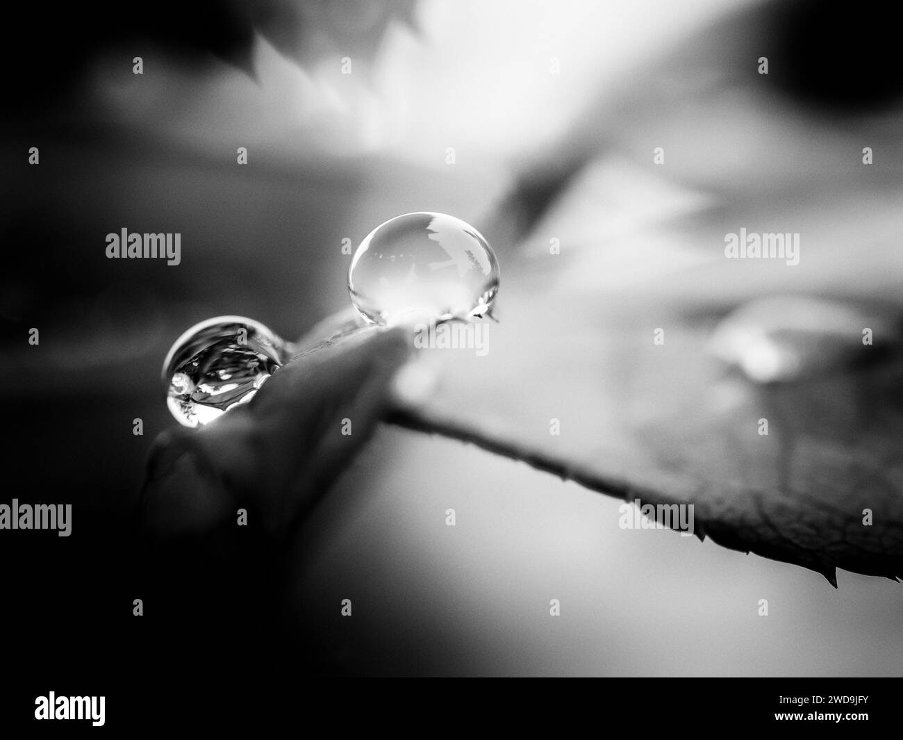Douche de pluie après une longue période de sécheresse, quelques gouttes de pluie sur mes roses. Observez les gouttes de pluie dans mon jardin, gros plan macro avec un objectif macro 60 mm. Olympus. Banque D'Images