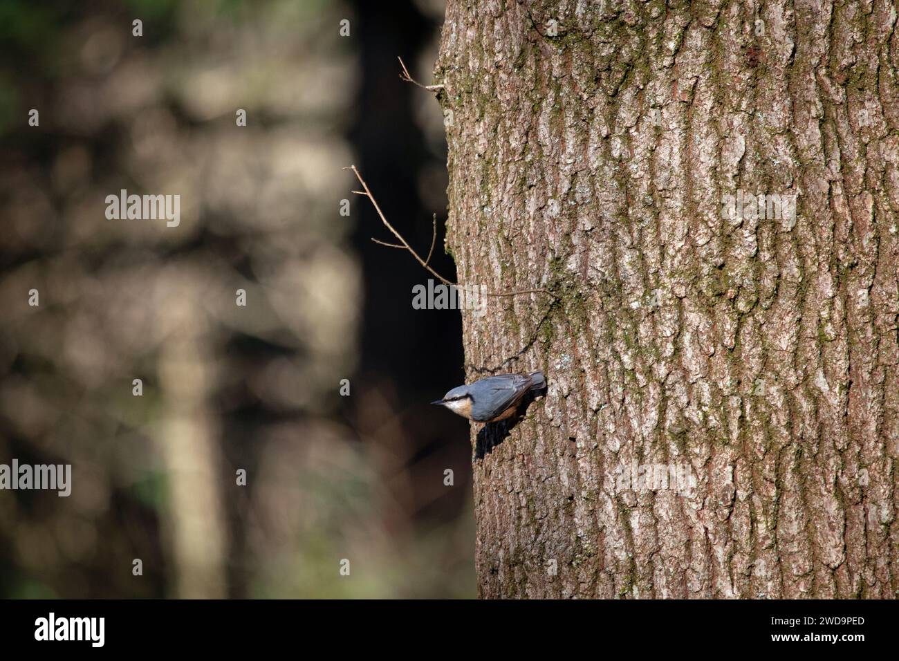 Nuthatche eurasienne ( Sitta europaea) sur arbre Banque D'Images