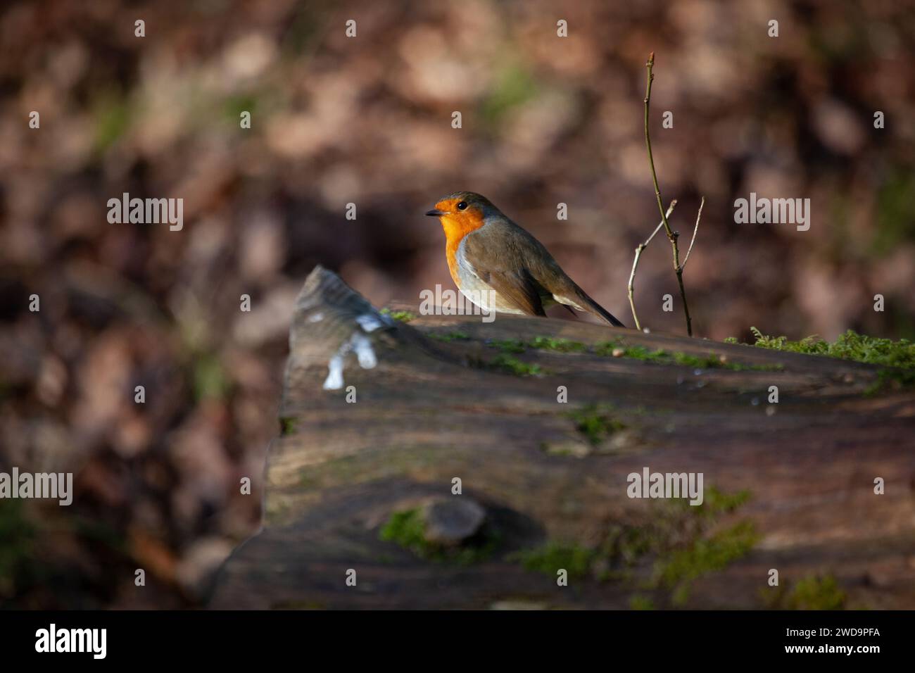 Robin sur le tronc d'arbre tombé face à gauche Banque D'Images