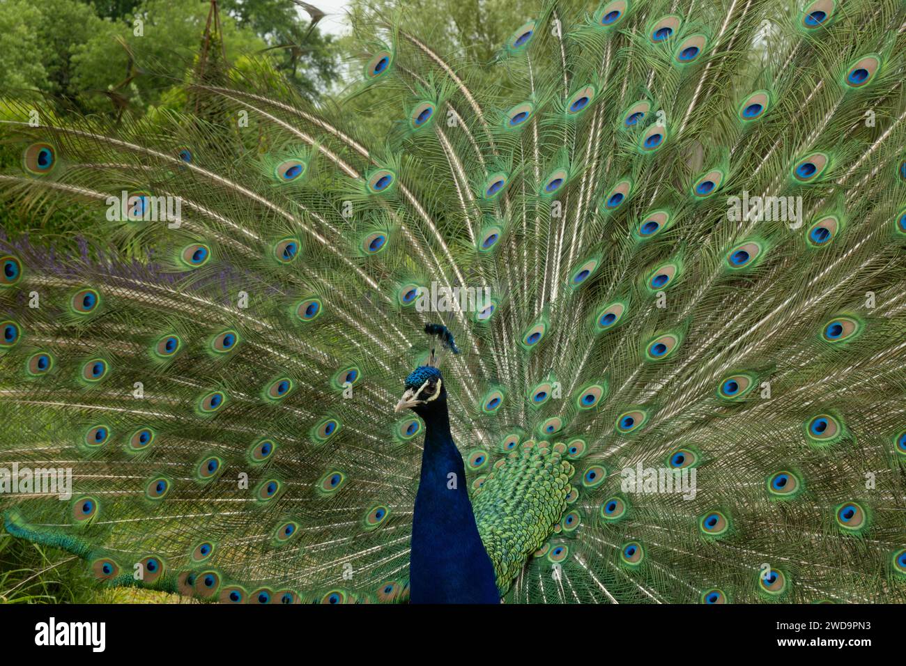 Un paon affiche un éventail extravagant de plumes de queue irisées au milieu d'un feuillage verdoyant. Banque D'Images