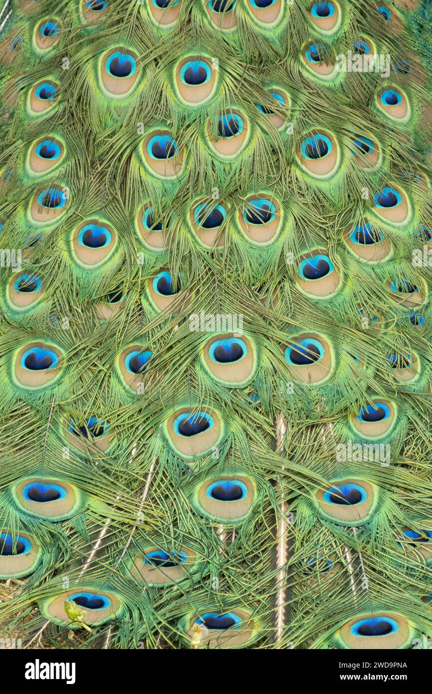 Les motifs « yeux » complexes des plumes de la queue d'un paon présentés en gros plan. Banque D'Images