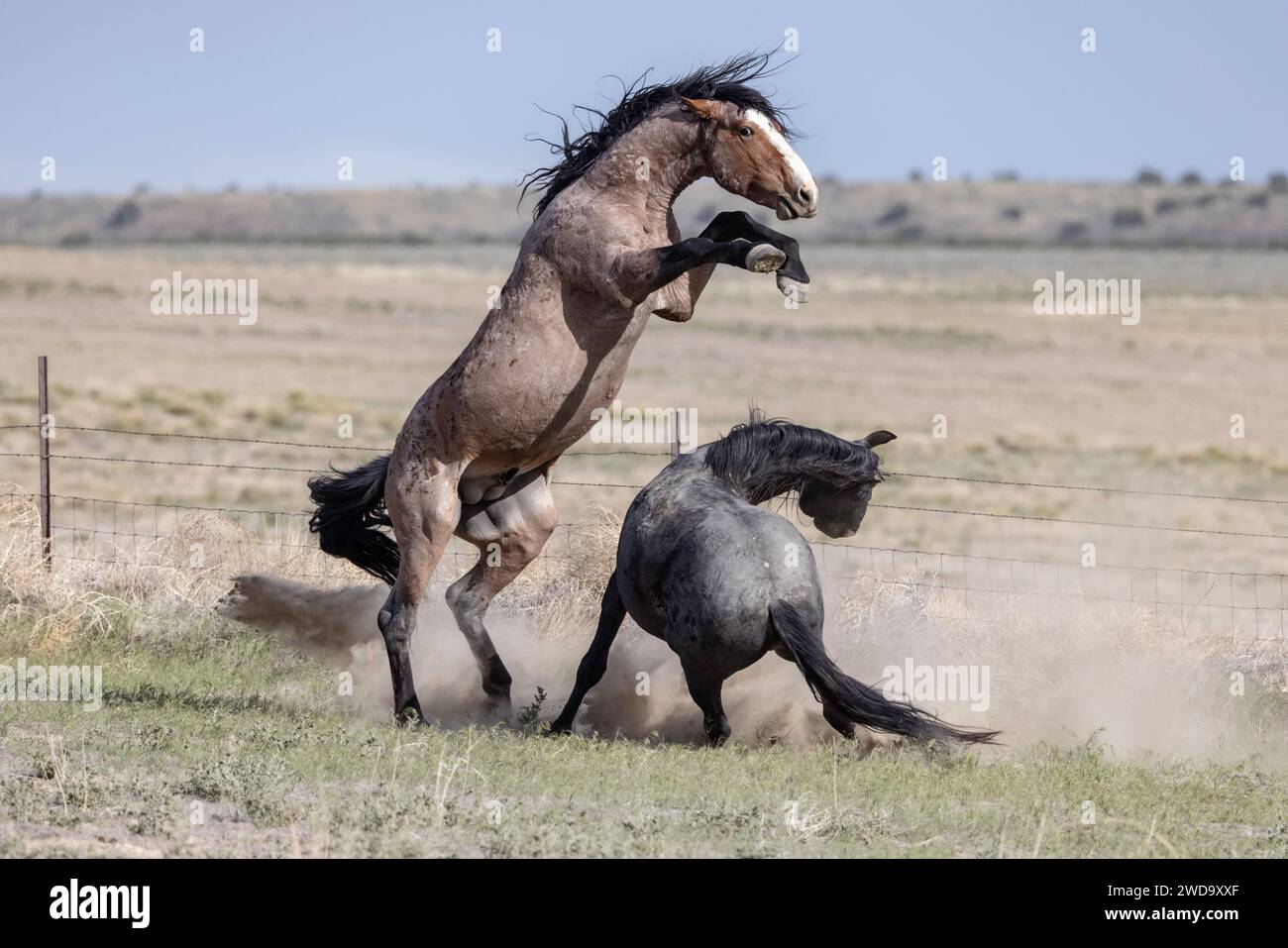 Le troupeau de chevaux sauvages Onaqui Mountain a une construction légère à modérée et une gamme de couleurs allant de l'oseille, du roan, de la peau de sarrasin, du noir, du palomino, et gris. Banque D'Images