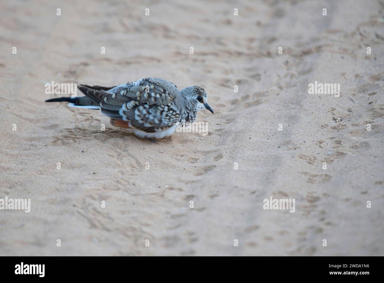 Namaqua colombe (Oena capensis), un individu au plumage immature Banque D'Images