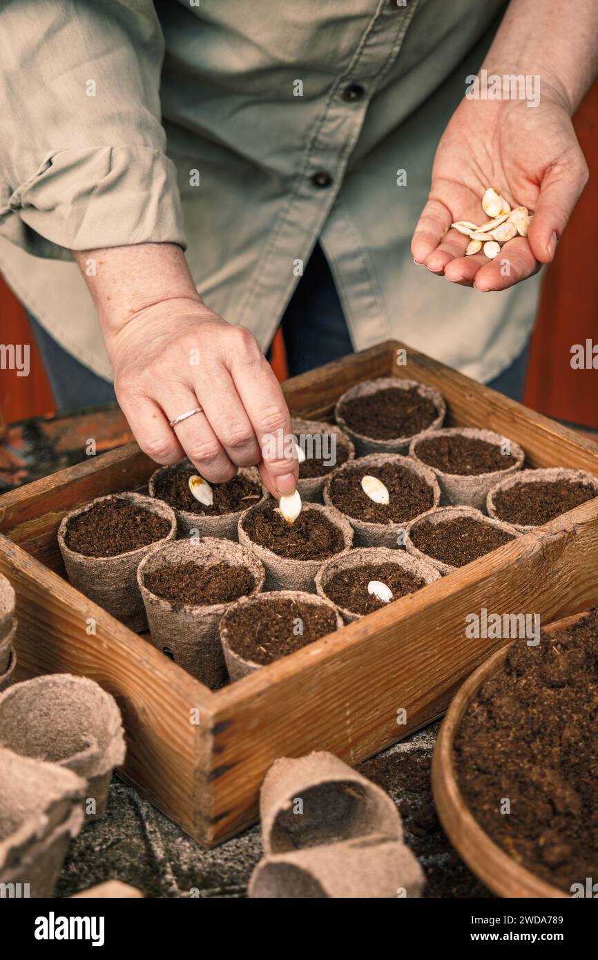 Plantation de graines de citrouille pour la germination dans des pots de tourbe biodégradables. Jardinage et semis de printemps Banque D'Images