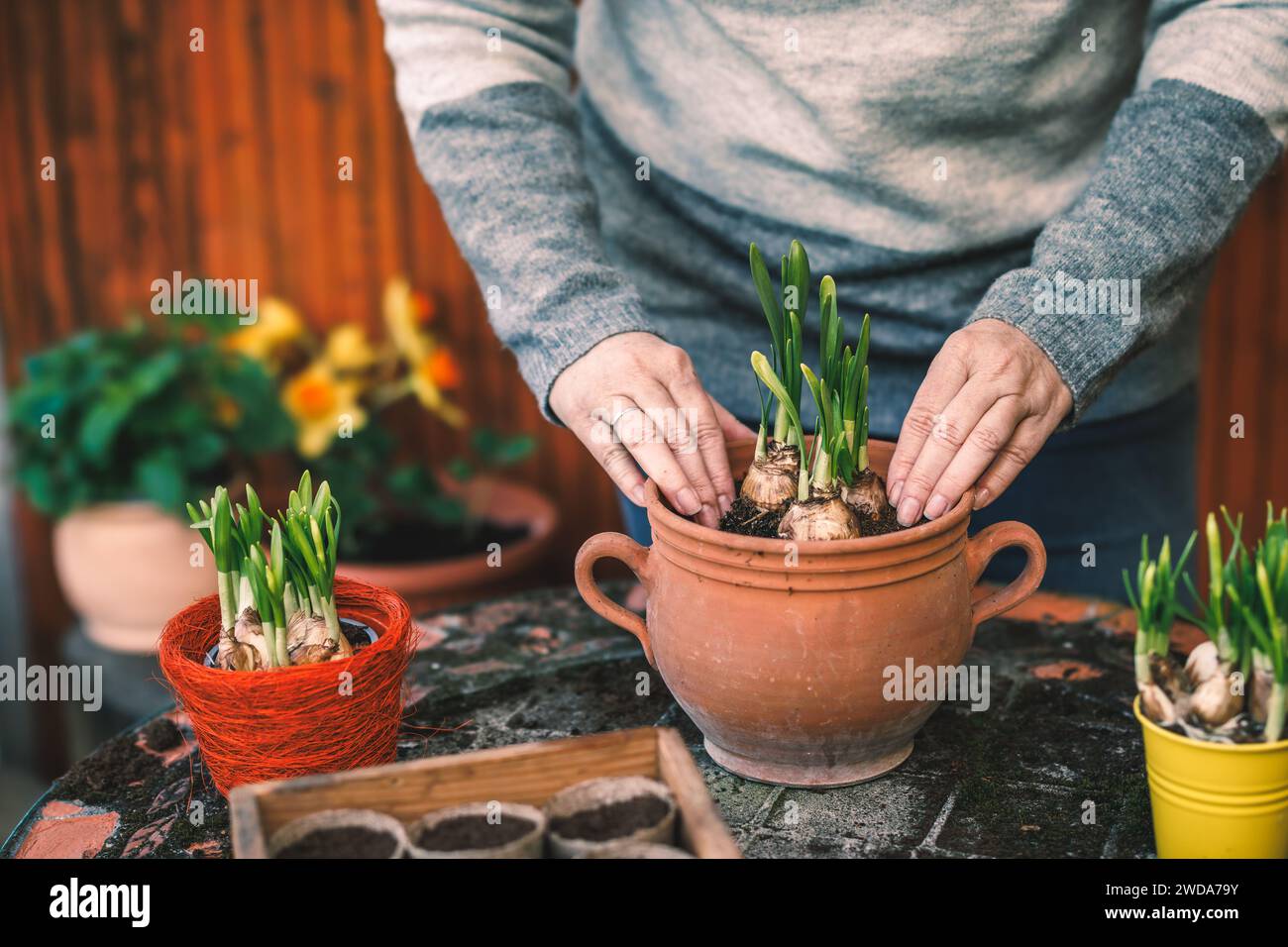 Femme plantant le bulbe de plante de jonquille dans le pot de fleur sur la table. Jardinage printanier Banque D'Images