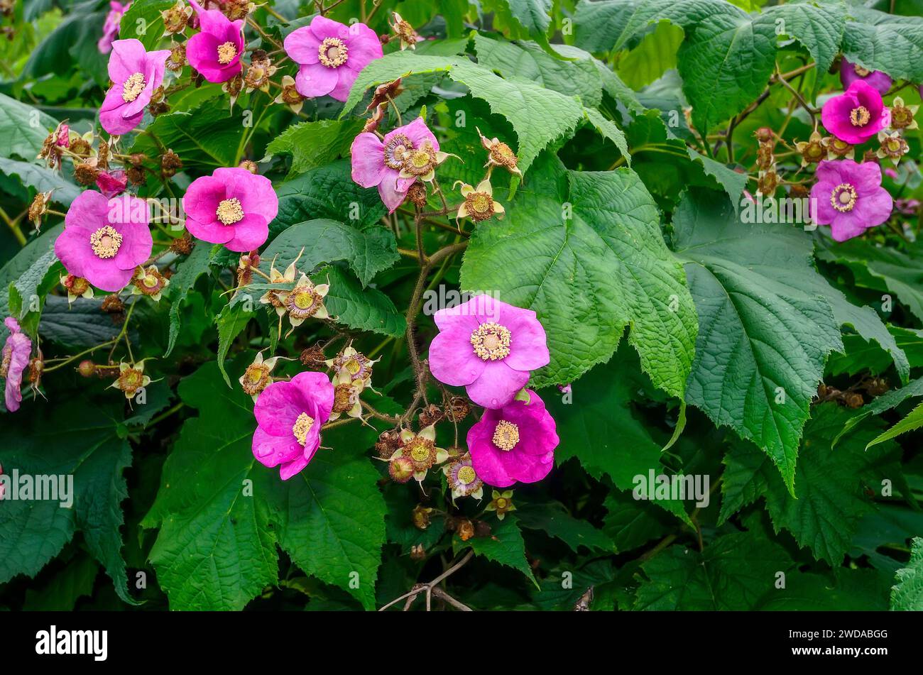 La plante Rubus odoratus en fleurs (framboise à fleurs violettes ou framboise de Virginie) avec des fleurs violettes roses et des feuilles ressemblent à de l'érable en gros plan Banque D'Images