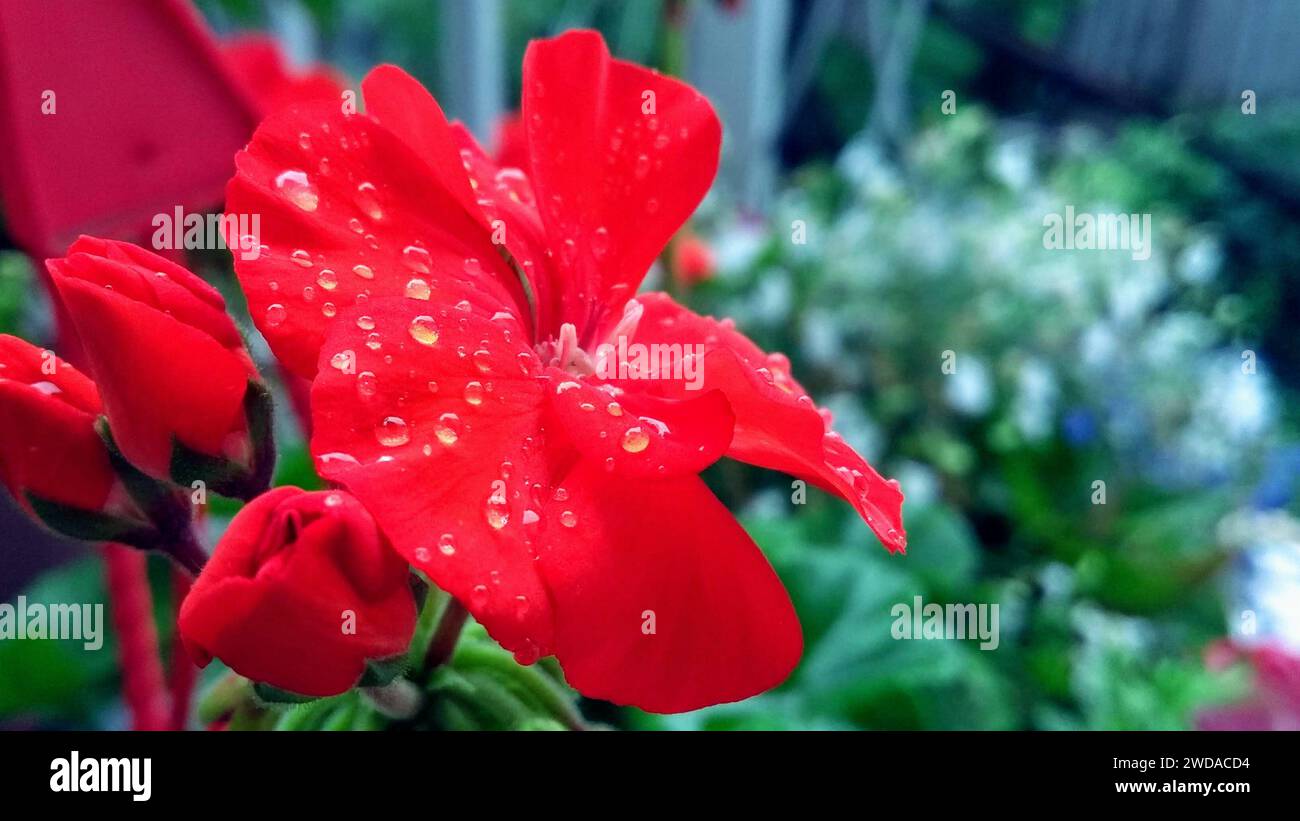 Fleur rouge avec des gouttelettes d'eau sur les pétales Banque D'Images