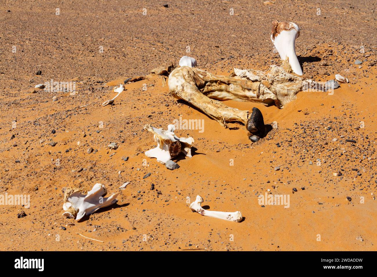 Ossements blancs et cuits au soleil d'un chameau dans le désert près des dunes d'Erg Chebbi. Maroc, Afrique Banque D'Images