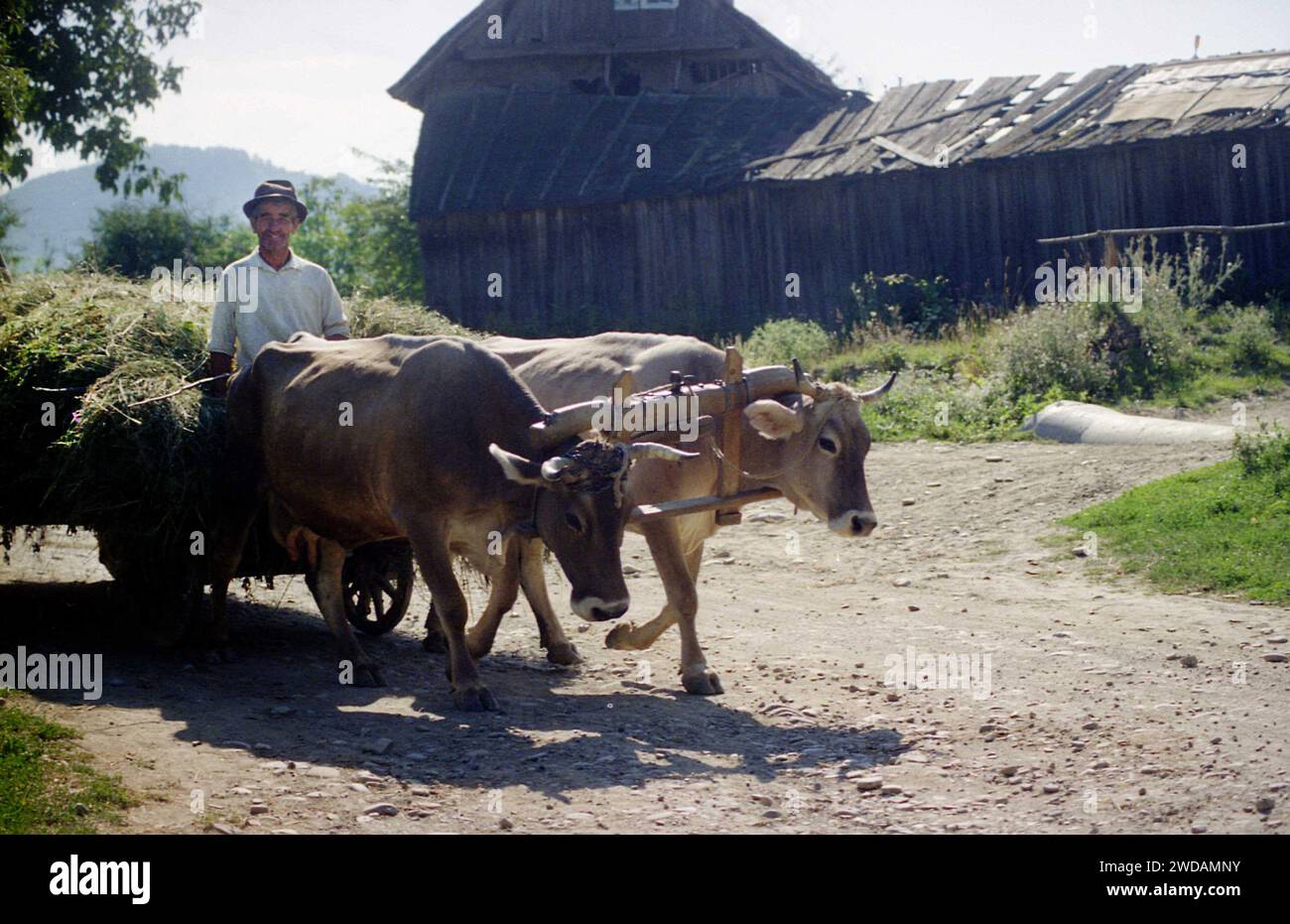 Comté de Vrancea, Roumanie, env. 1992. Fermier sur la voie du village avec un chariot de bétail rempli de foin. Banque D'Images