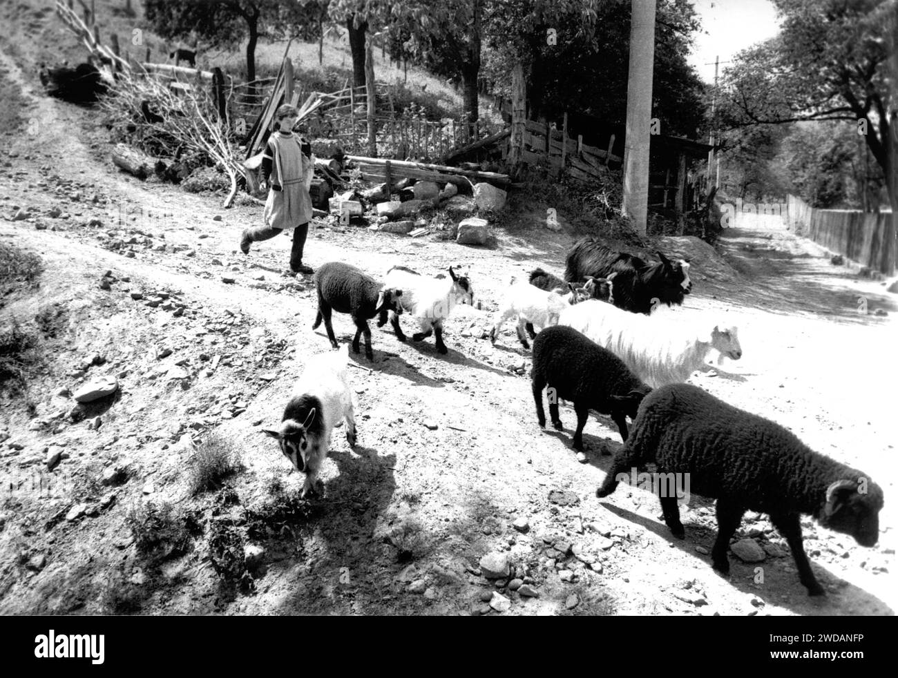 Comté de Vrancea, Roumanie, env. 1991. Fille avec des moutons et des chèvres sur un chemin de village. Banque D'Images