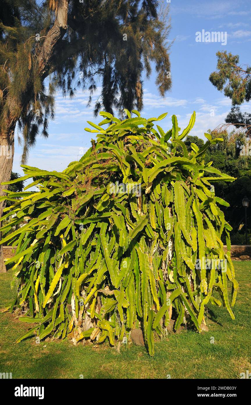 Fruit du dragon, pitahaya à chair blanche, Selenicereus undatus, hullámos kúszókaktusz Banque D'Images