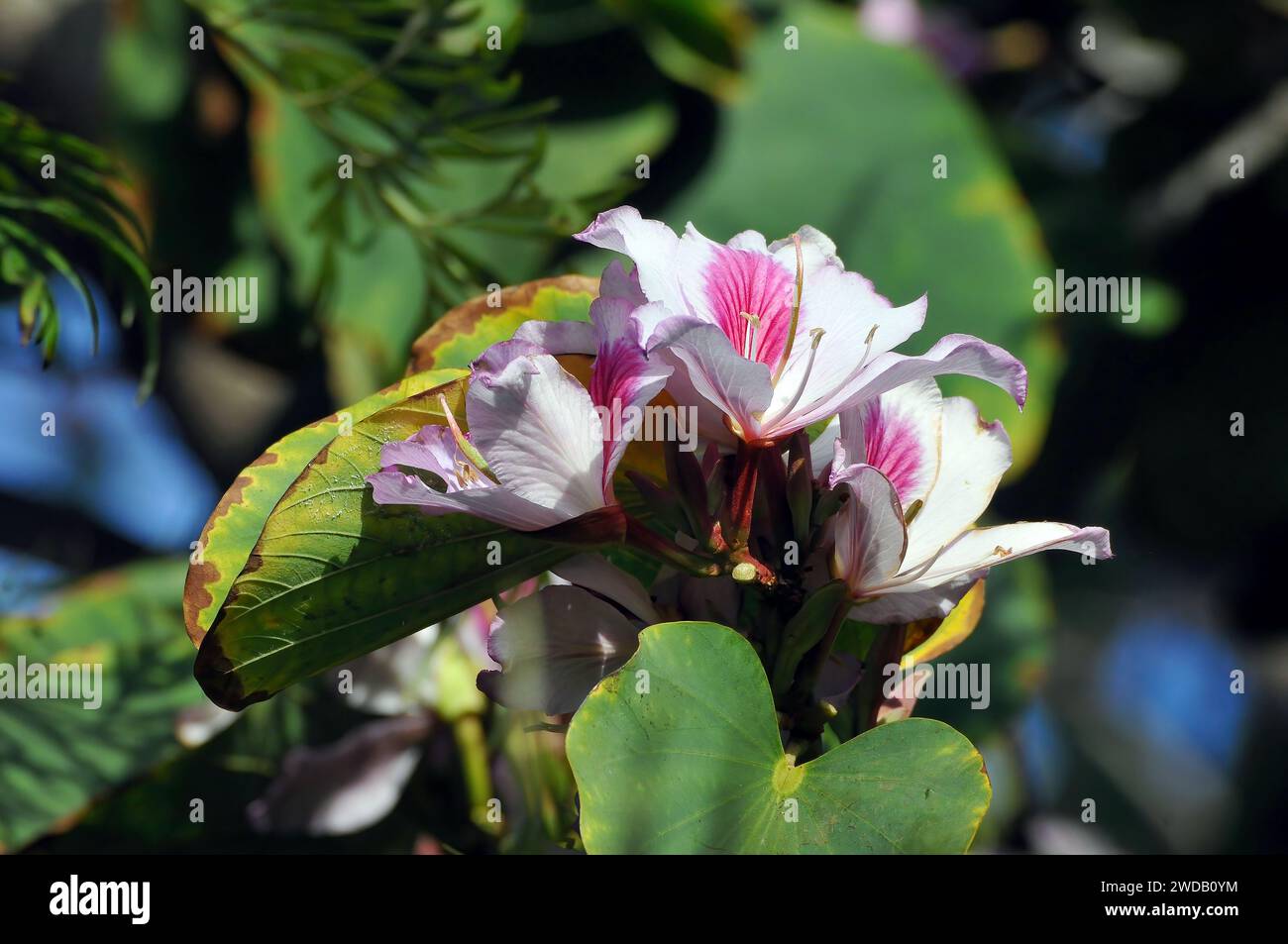 orchidée, Orchideenbaum, Bauhinia variegata, közönséges orchideafa Banque D'Images