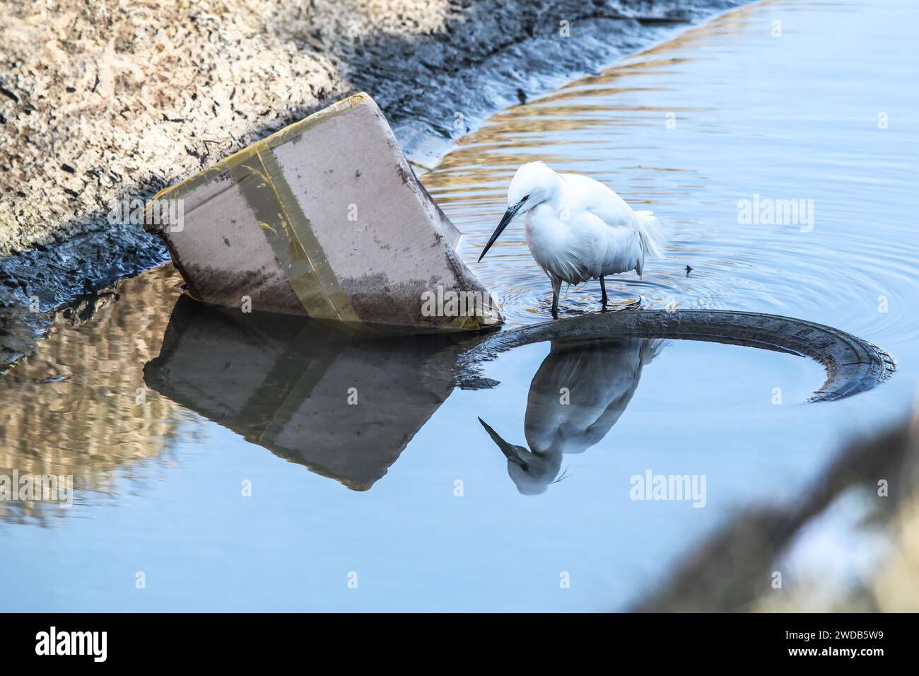 Aigrette marchant parmi les ordures dispersées dans la rivière à la recherche de petits poissons à manger - au milieu de la pollution et des débris urbains, elle symbolise le délicat bal Banque D'Images