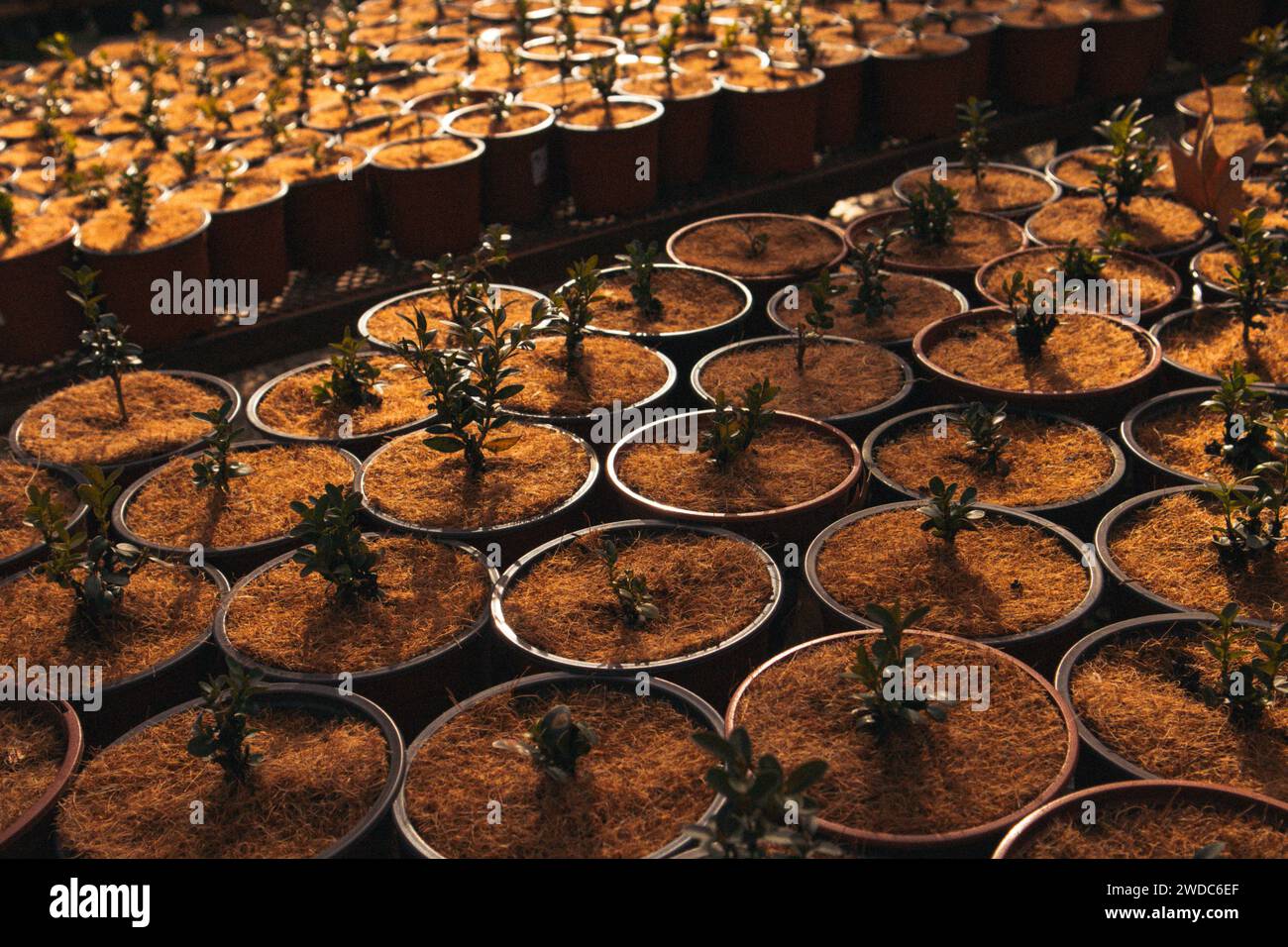 Beaucoup de pots avec des plantes, petit arbre cultivé dans une serre de jardin. Coco Coir Peat compost organique substrat hydroponique de sol. Banque D'Images