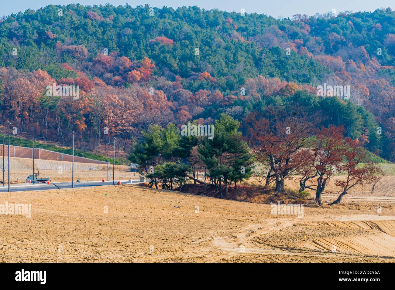Petit bosquet d'arbres au bord de la route à travers le chantier de construction avec la montagne couverte d'arbres en arrière-plan, Corée du Sud, Corée du Sud Banque D'Images