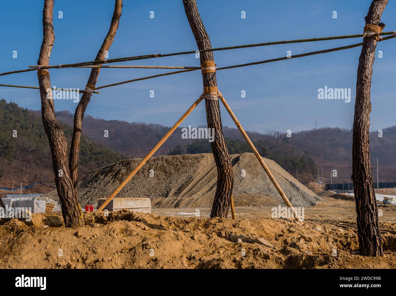 Arbres nouvellement plantés soutenus par une ossature en bois sur le site de construction, Corée du Sud, Corée du Sud Banque D'Images