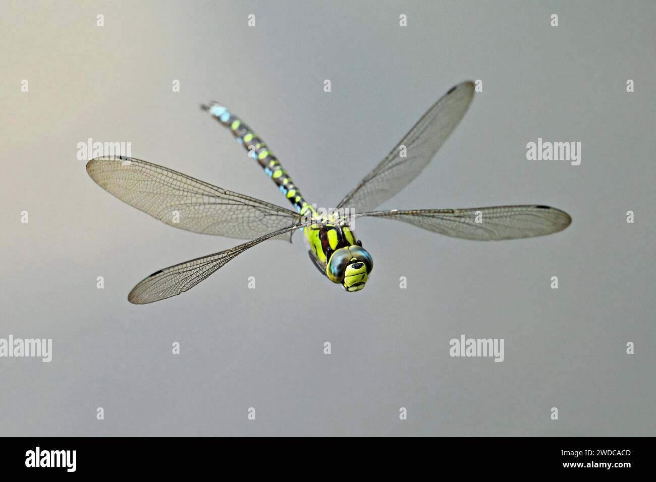 Libellule empereur (Anax imperator), en vol, Selger Moor, Canton Zurich, Suisse Banque D'Images