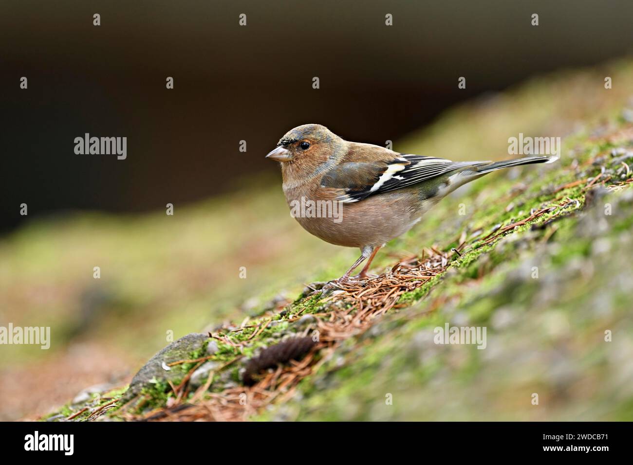 Chinchard commun (Fringilla coelebs), mâle assis sur le sol, Suisse Banque D'Images
