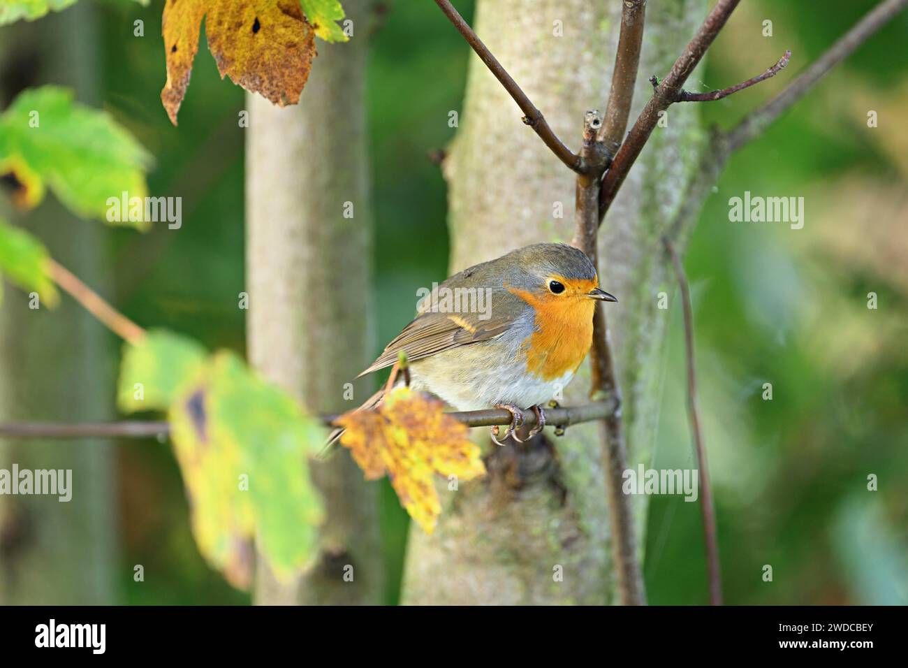 Robin européen (erithacus rubecula), assis sur la branche, Suisse Banque D'Images