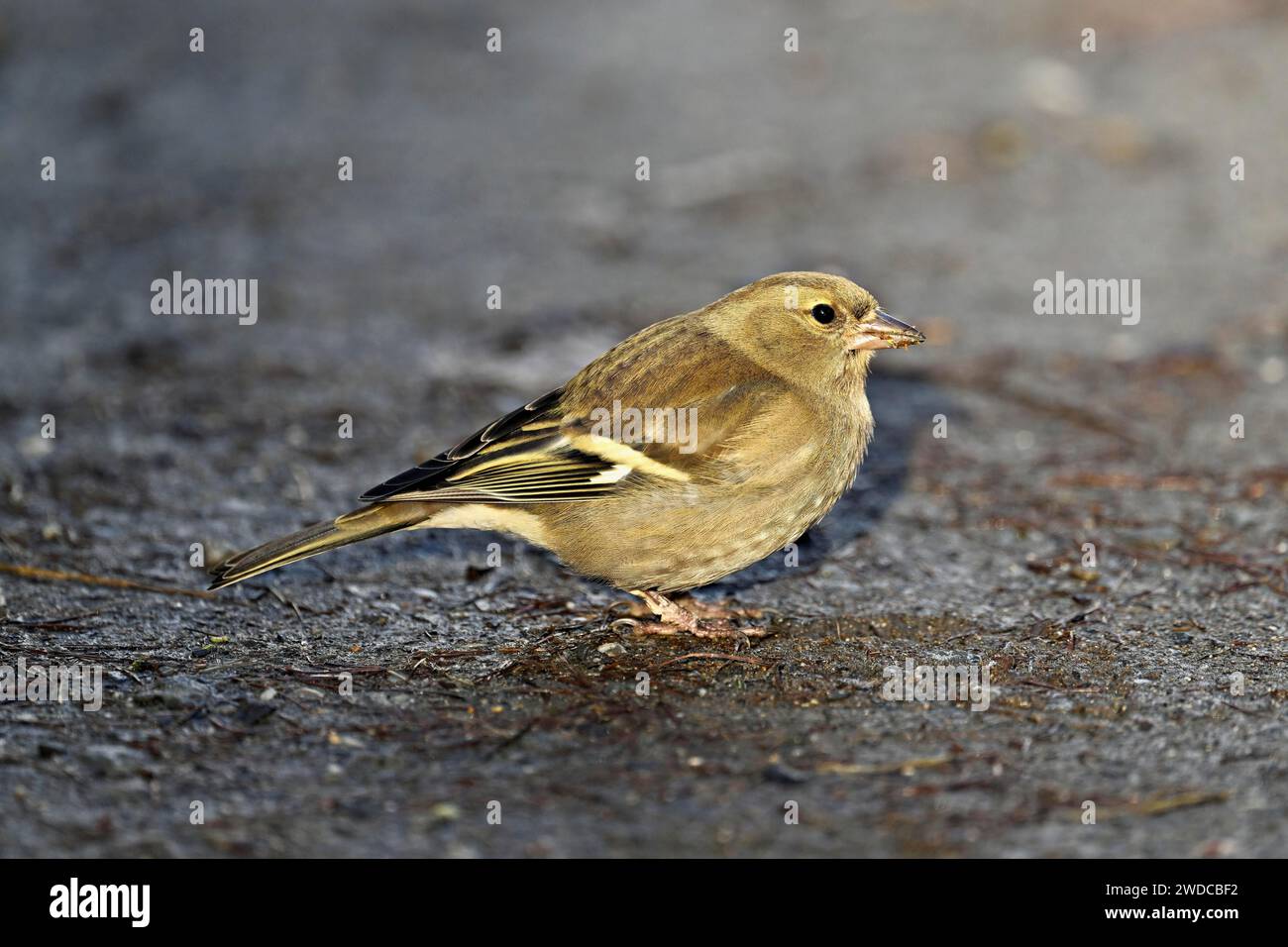 Chinchard commun (Fringilla coelebs), femelle assise sur le sol, Suisse Banque D'Images