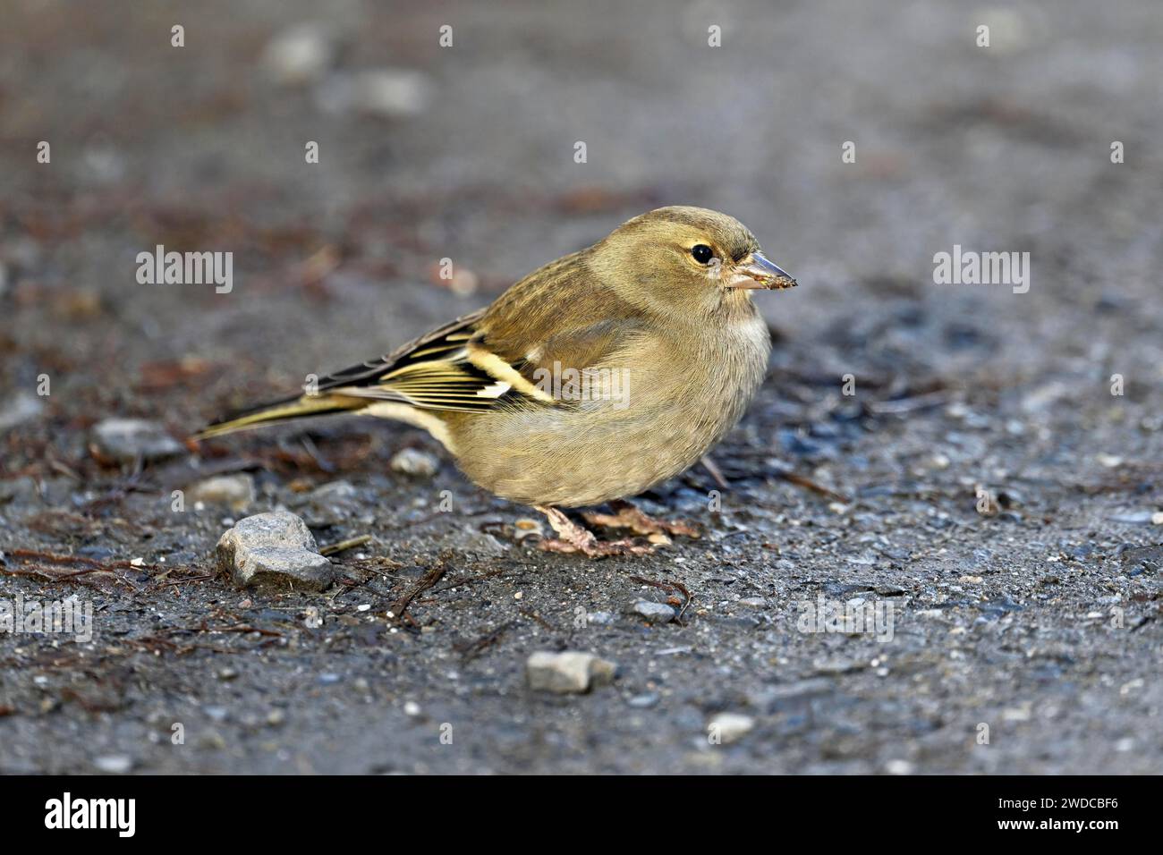 Chinchard commun (Fringilla coelebs), femelle assise sur le sol, Suisse Banque D'Images