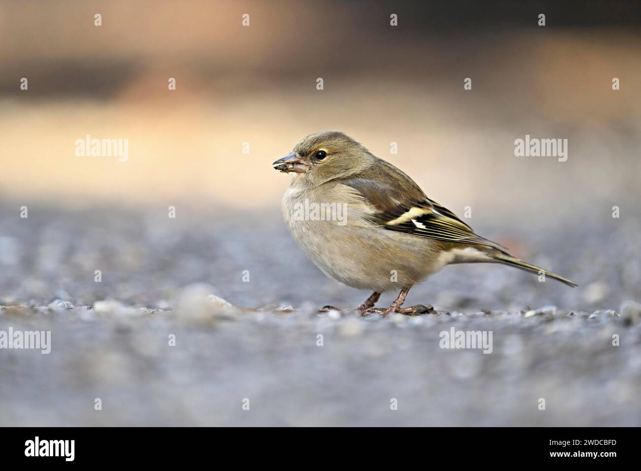 Chinchard commun (Fringilla coelebs), femelle assise sur le sol, Suisse Banque D'Images