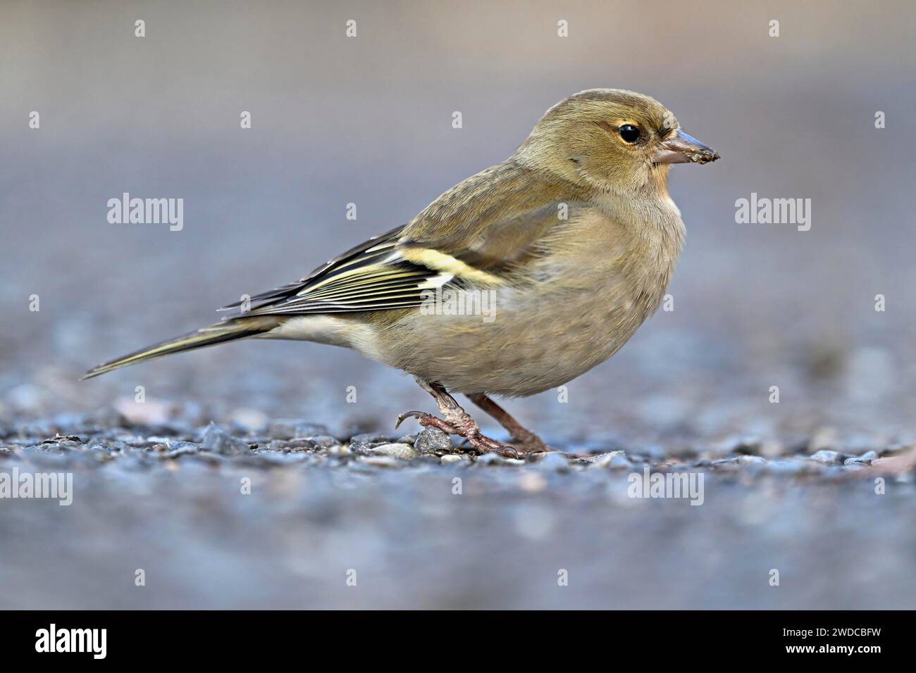 Chinchard commun (Fringilla coelebs), femelle assise sur le sol, Suisse Banque D'Images