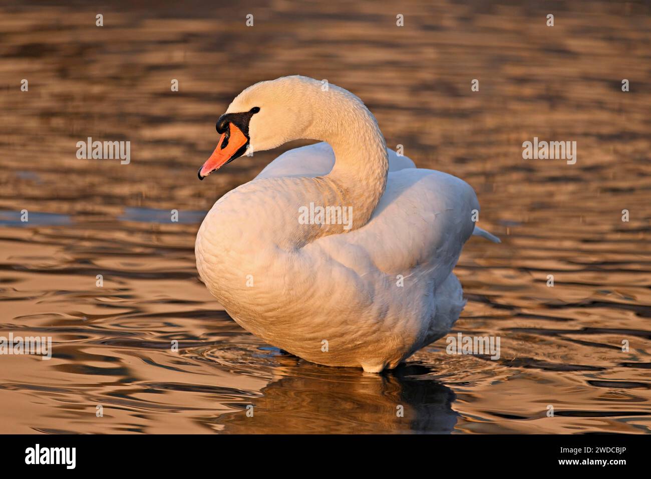 Cygne muet (Cygnus olor), pendant le soin du plumage Banque D'Images