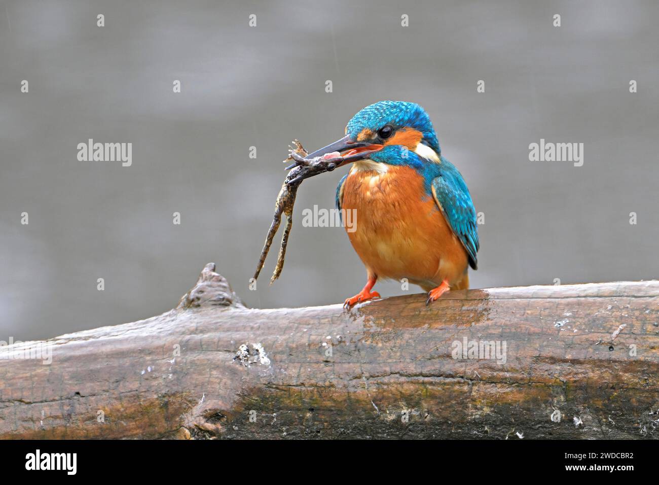 martin-pêcheur commun (Alcedo atthis), avec une grenouille capturée dans son bec, Suisse Banque D'Images