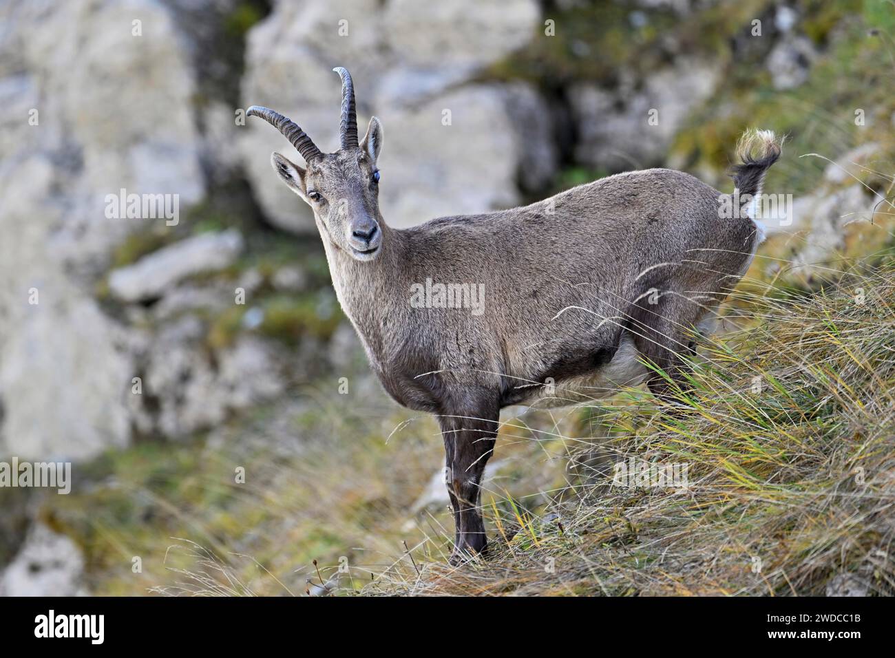 Bouquetin alpin (Capra Ibex), avec la maladie des yeux cécité des chamois (également connue sous le nom de cécité des chamois), Canton de St. Gallen, Suisse Banque D'Images