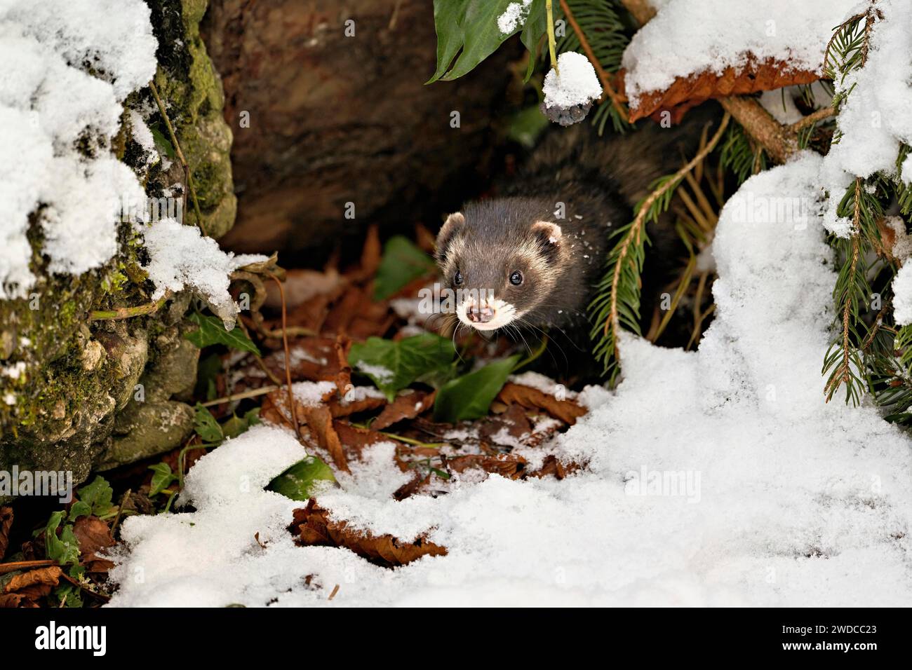 Polecat européen (Mustela putorius) ou polecat des bois, regardant hors des buissons, captif, Suisse Banque D'Images